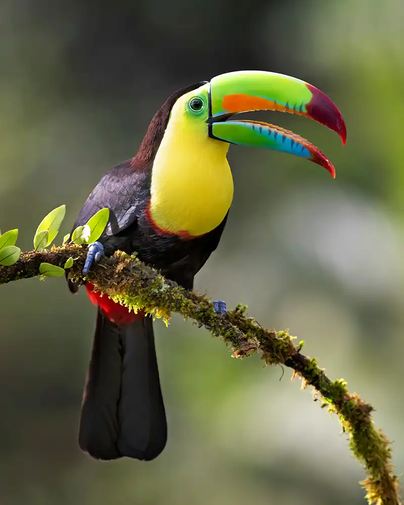 Costa Rica Toucan