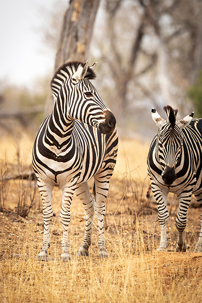 Zebras at Kruger National Park