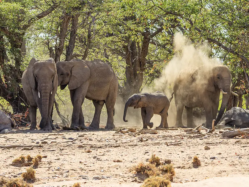 Desert elephants in Damaraland