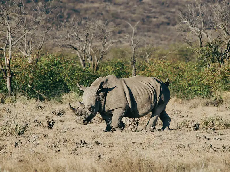 Rhino sighting at Ongava
